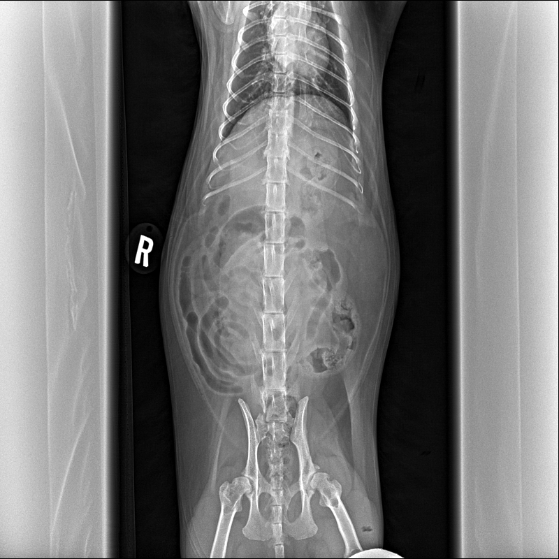 DownloadDICOM tags
