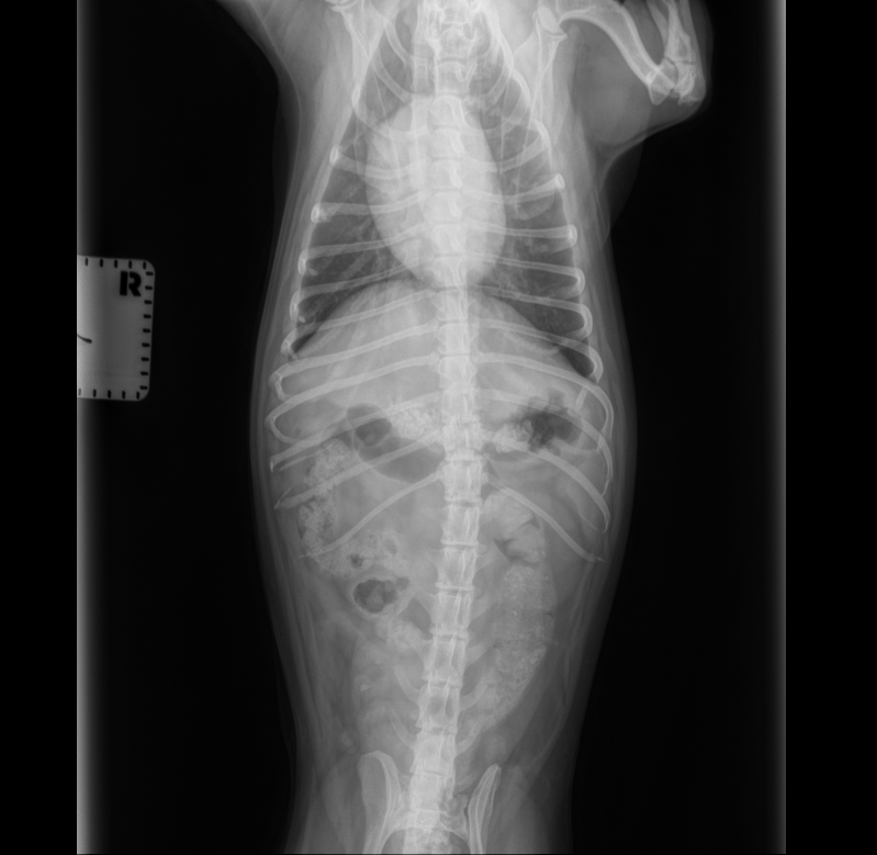 DownloadDICOM tags