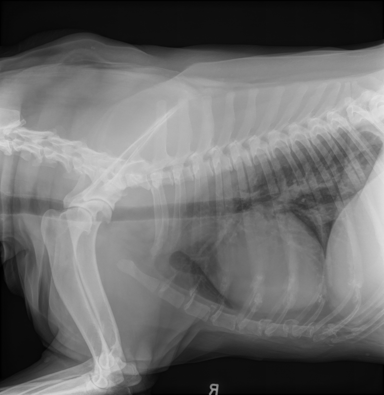DownloadDICOM tags