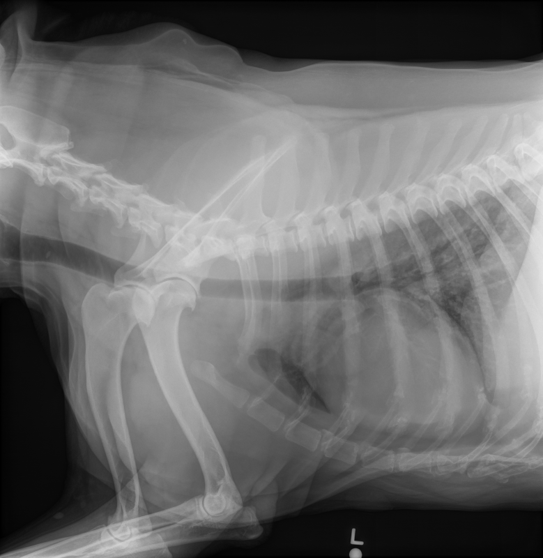 DownloadDICOM tags