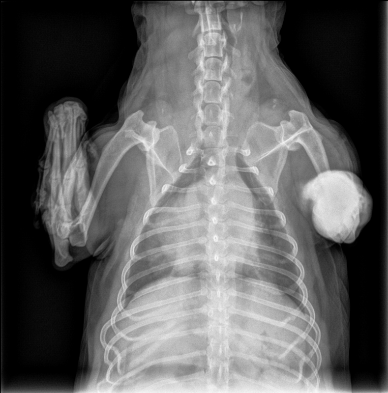 DownloadDICOM tags