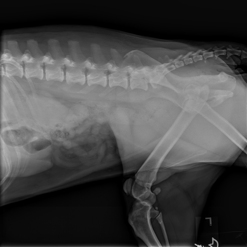DownloadDICOM tags