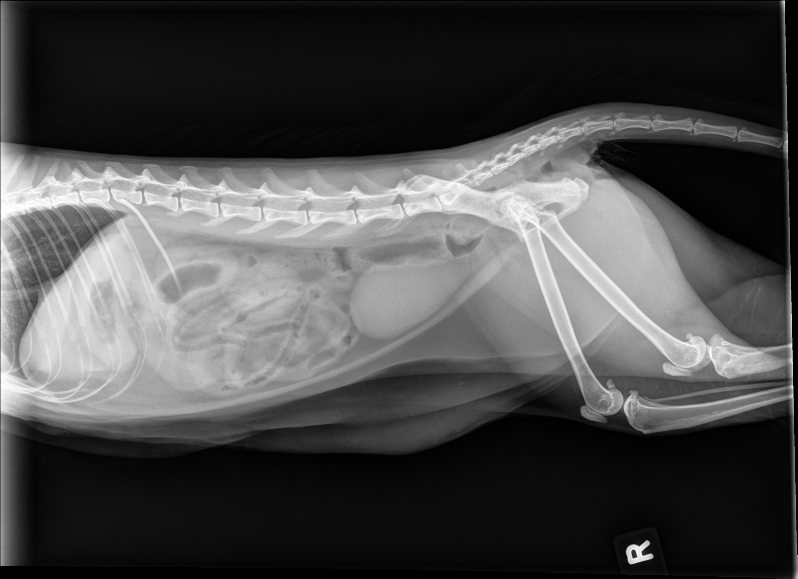 DownloadDICOM tags