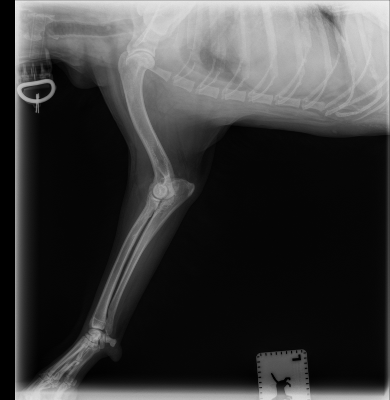 DownloadDICOM tags