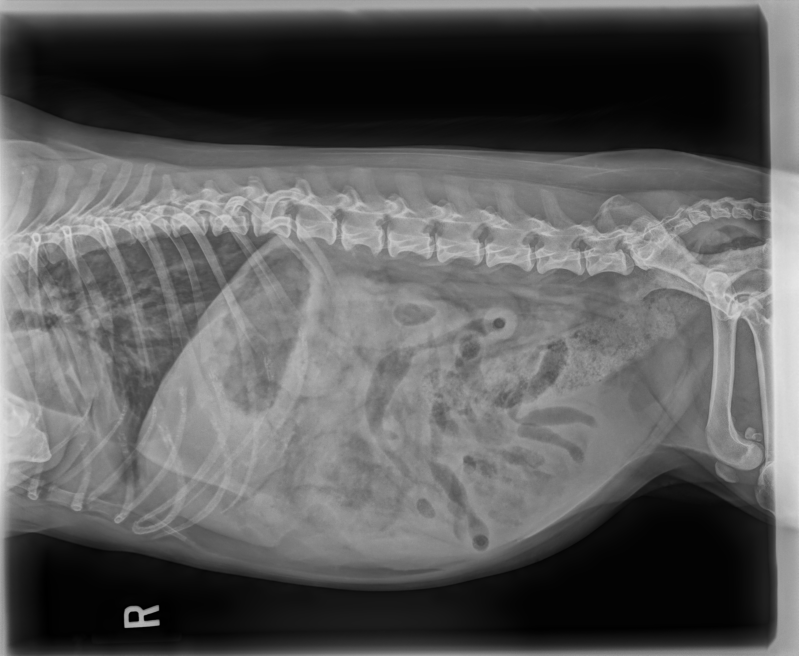 DownloadDICOM tags